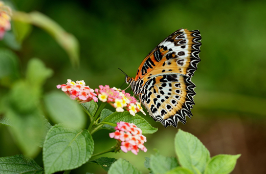 Butterfly park belvai